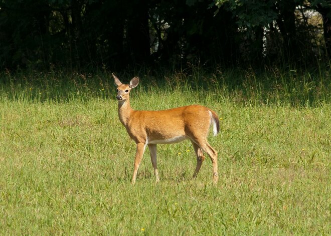 Reh auf einer Wiese